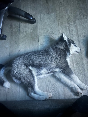 Siberian Husky – Siberian Husky