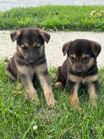 Old German Shepherd Dog – Germán shepherd puppies