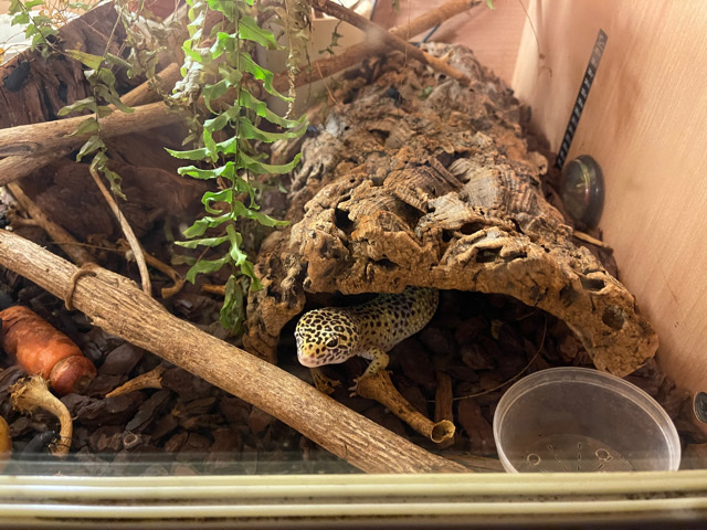 gecko
