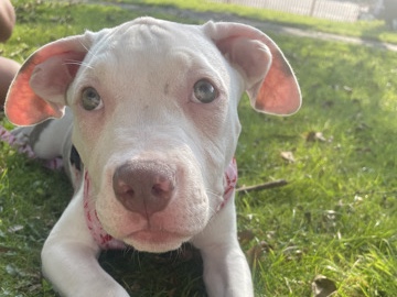 American Bulldog – American bulldog