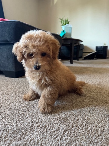 bictpoo