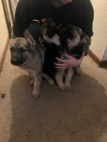 German Shepherd – German shepherd puppys