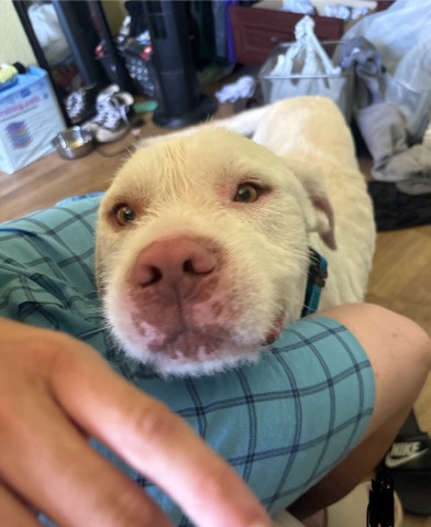 cute dog max!