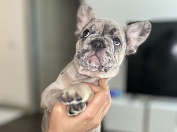 French Bulldog – bulldog francés – Phoenix