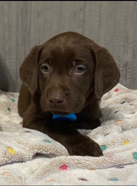 Labrador Retriever – Male AKC Lab Puppy (Chocolate)