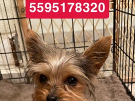 Yorkshire Terrier – yorkie – Madera