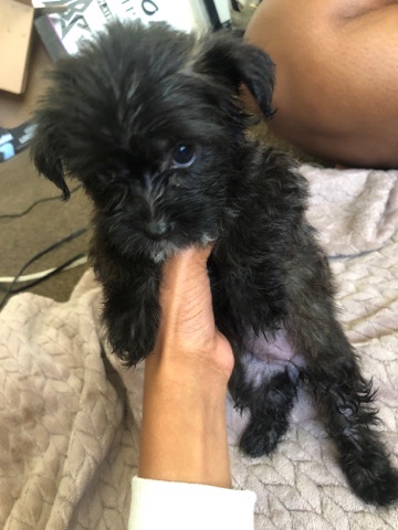 puppies