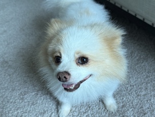 Pomeranian – 6 Year old Male Pomeranian Teddy – The Colony