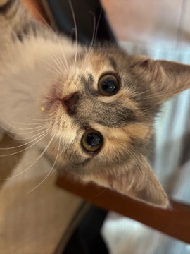 European Shorthair – 💖 Babykatze Baileys sucht ein liebevolles Für-immer-Zuhause 💖 – Wels
