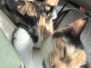 sisters for rehoming – Belmont