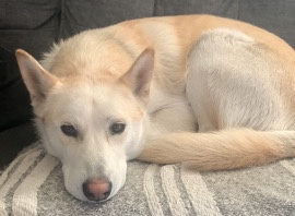 German Shepherd – need rehome