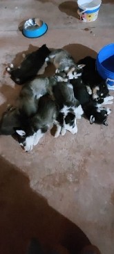 Labrador Husky – se venden cachorros tipo huskies