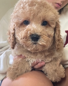cockapoo