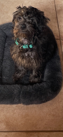 Poodle – Adorable Yorker Poo for Sale