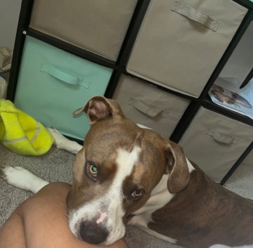 Staffordshire Bull Terrier – urgent home in need
