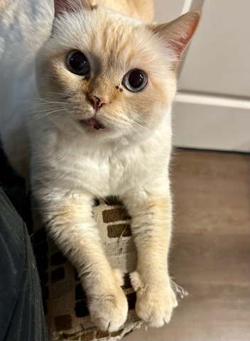 Ragdoll – sweet girl