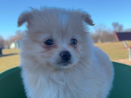 Pomeranian – MaltiPom For Sale – Hainesville