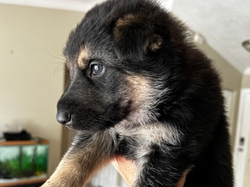 German Shepherd – Germán shepherd puppies – Kissimmee