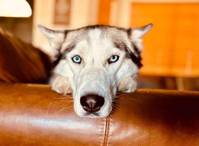 Siberian Husky – happy, fun Husky