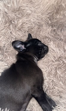 Pug – pug puppy (female) for SELL ASAP