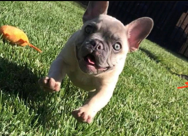 French Bulldog – pretty frenchie, looking for her forever home