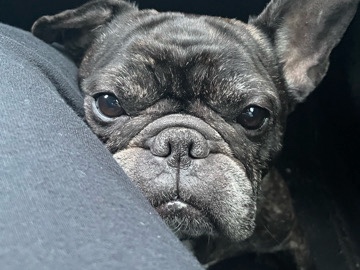French Bulldog – frenchie – Town 'n' Country