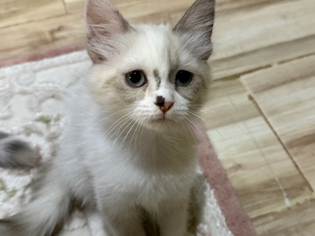 تبني – Taif