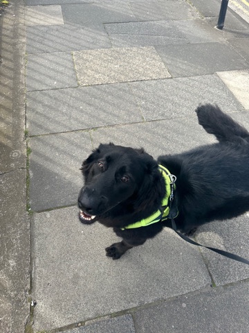 German Shepherd – 2 year old Groenendael x Flat-Coated Retreiver.