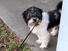 Shih Tzu – Shitzu – Pembroke