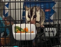 Female tail carrying Sugar Glider