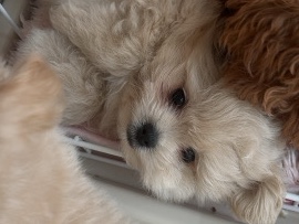 Poodle – LAST ONE! one sale ! TOP KOREAN Tea Cup Puppy – 杜拜市