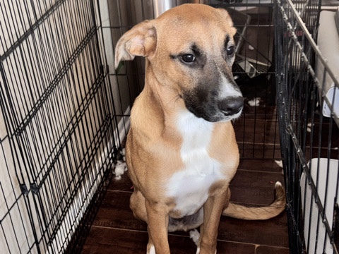 Belgian Shepherd Dog (Malinois) – 🚨 Rehoming 10mo Malinois mix – San Bernardino