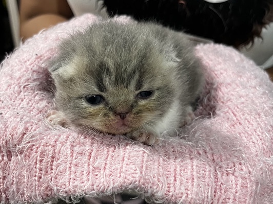 British Semi-longhair – British Semi Longhair Kitten 3 weeks – Miami Gardens