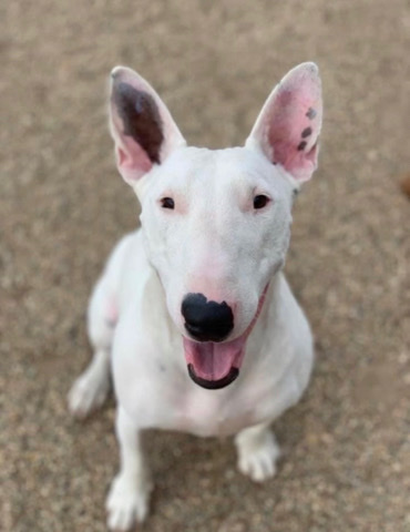 Bull Terrier – Playful Bull Terrier