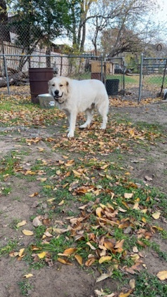 Great Pyrenees – needs a loving home