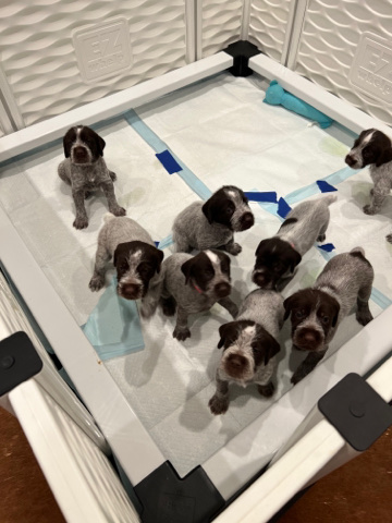 Wirehaired Pointing Griffon – AKC Registered Wire Haired Pointing Griffon