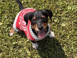 Black and Tan Coonhound – 3 month-Hound-mix – Weyers Cave