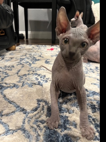 Sphynx – Sphynx kittens