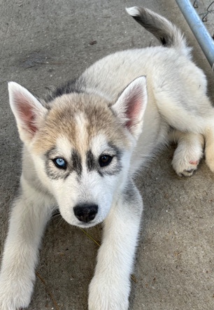 Siberian Husky – AKC Siberian Husky puppies