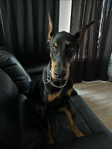 Doberman Pinscher – Doberman Pinscher