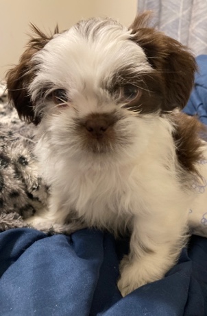 Shih Tzu – 8 1/2 week old Shih Tzu- boy, liver and white