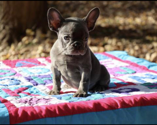 Dog for sale