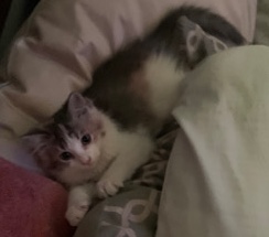Russian White, Black and Tabby – Tabby calico, three months old
