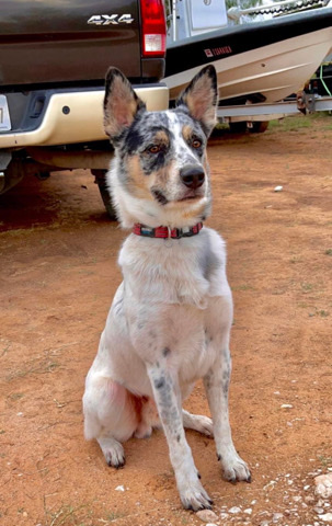 Australian Shepherd – Texas Heeler