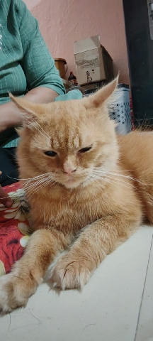Persian (Modern) – Persian cat