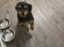 Yorkiepoo – Montgomery