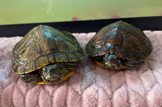 Any – 2 turtles (Shelby & Sheldon)