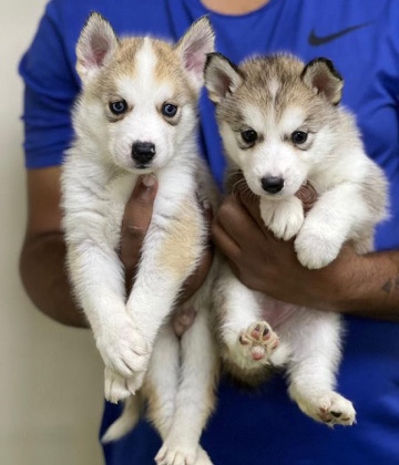 Siberian Husky – Husky Puppies