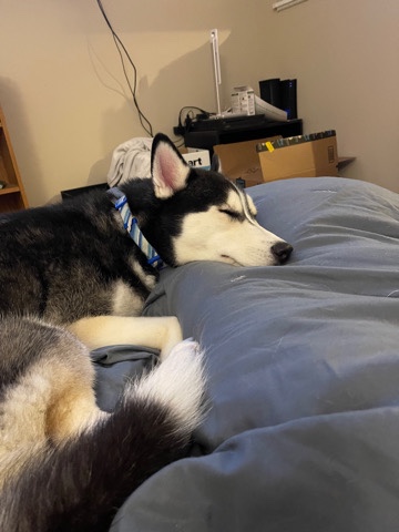 Siberian Husky – Pure Bred Siberian Husky For Sale