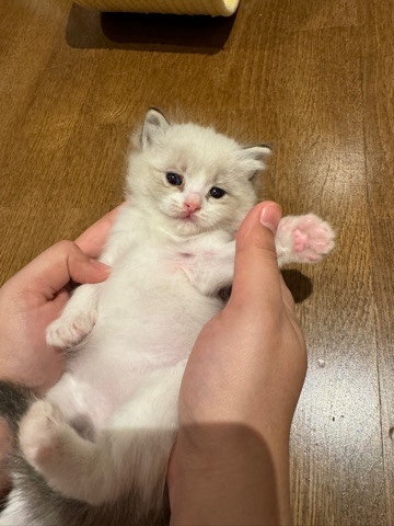 Ragdoll – beautiful rag doll kitten’s